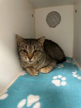 Deborah (Buttermilk) -  Domestic Short Hair Cat for Adoption in Johnson City, Tennessee - Deborah (Buttermilk) | PetCurious