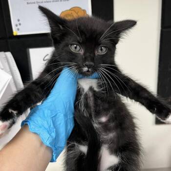 Domestic Short Hair Cats Available for Adoption in Birmingham, Alabama - Micah | PetCurious