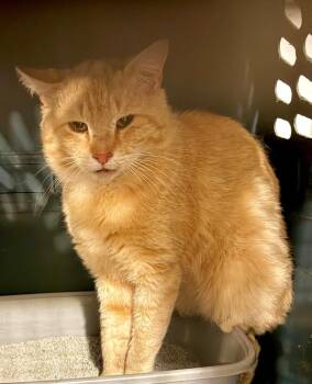Fanta -  Domestic Short Hair Cat for Adoption in Augusta, Georgia - Fanta | PetCurious