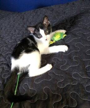 Sasha -  Domestic Short Hair Cat for Adoption in Coatesville, Pennsylvania - Sasha | PetCurious