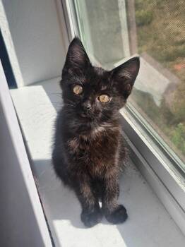 Pixie -  Domestic Short Hair Cat for Adoption in Grants Pass, Oregon - Pixie | PetCurious