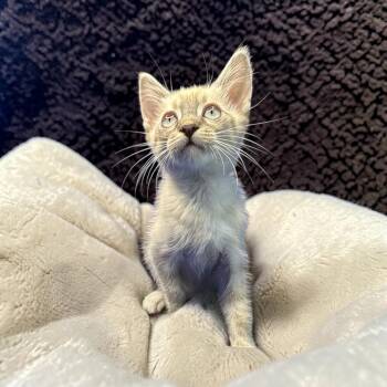 Nama -  Siamese and Tabby Cat for Adoption in San Diego, California - Nama | PetCurious