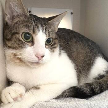 Georgie -  Domestic Short Hair Cat for Adoption in Gloucester, Virginia - Georgie | PetCurious