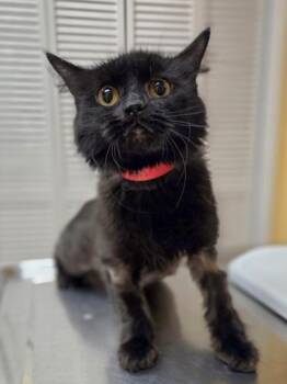Domestic Medium Hair and Domestic Short Hair Cats Available for Adoption in Westland, Michigan - Alpha | PetCurious