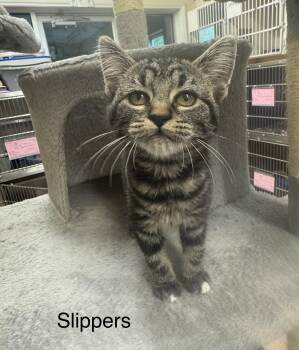 Slippers -  Tabby Cat for Adoption in Ulster, Pennsylvania - Slippers | PetCurious