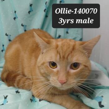Domestic Short Hair Cats Available for Adoption - Ollie | PetCurious