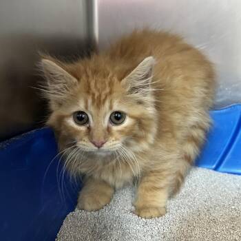Kiwi Bird -  Domestic Medium Hair Cat Available for Adoption in Newport, North Carolina - Kiwi Bird | PetCurious