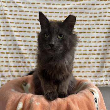 Charlie -  Domestic Medium Hair Cat for Adoption in Puslinch, Ontario - Charlie | PetCurious