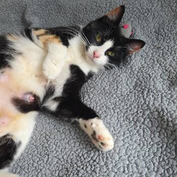 Chex -  Domestic Short Hair Cat for Adoption in Coos Bay, Oregon - Chex | PetCurious
