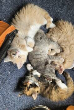 Gravy -  Domestic Short Hair and Torbie Cat for Adoption in Walled Lake, Michigan - Gravy | PetCurious