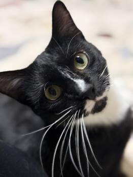 Tuxedo Cats Available for Adoption - Nebula | PetCurious