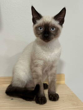 Rescue Domestic Short Hair and Siamese Cats for Adoption in Seal Beach, California - Kitten Gatsby | PetCurious