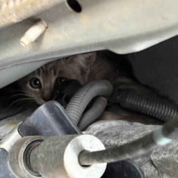 Kirby -  Domestic Short Hair Cat for Adoption in Starkville, Mississippi - Kirby | PetCurious