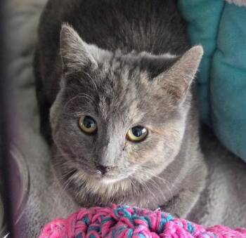 Dilute Tortoiseshell Cats Available for Adoption - Audra | PetCurious