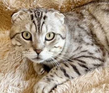 Scotty -  Scottish Fold and Tabby Cat for Adoption in Alameda, California - Scotty | PetCurious