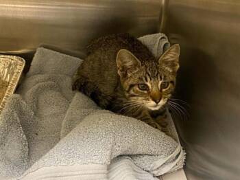 HOPPY -  Domestic Short Hair Cat for Adoption in Tustin, California - HOPPY | PetCurious