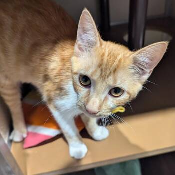 Apricot -  Domestic Short Hair Cat for Adoption in Jeffersonville, Indiana - Apricot | PetCurious