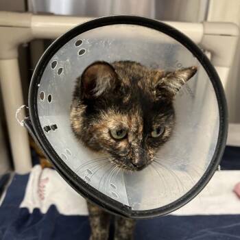 Domestic Short Hair Cats Available for Adoption - Roly Poly | PetCurious