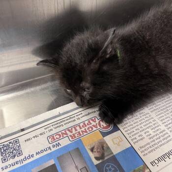 Payroll (lime green) -  Domestic Short Hair Cat for Adoption in Winston-salem, North Carolina - Payroll (lime Green) | PetCurious