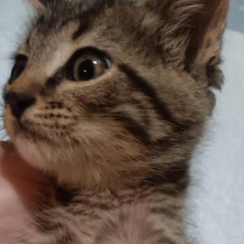 Loki -  Domestic Short Hair Cat for Adoption in Marion, Illinois - Loki | PetCurious