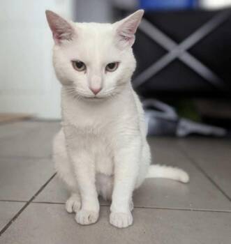 Casper -  Domestic Short Hair Cat for Adoption in Cary, North Carolina - Casper | PetCurious