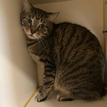 Ripley -  American Bobtail and Domestic Short Hair Cat for Adoption in Tulsa, Oklahoma - Ripley | PetCurious