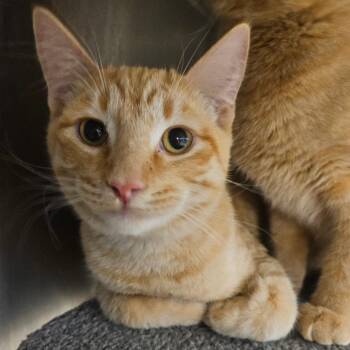 Domestic Short Hair Cats Available for Adoption in Grantsville, Utah - Sunny | PetCurious