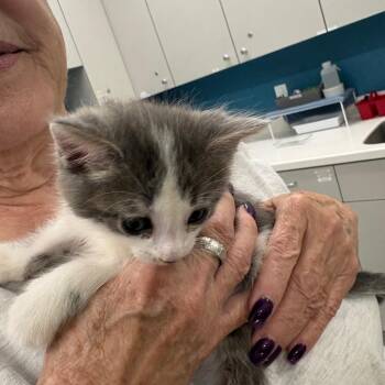 Velcro -  Domestic Short Hair Cat for Adoption in Winston-salem, North Carolina - Velcro | PetCurious