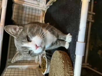 Rescue Domestic Short Hair Cats for Adoption in Delran, New Jersey - Mitchell | PetCurious