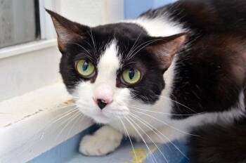 Fiona -  Domestic Short Hair Cat for Adoption in Sanford, Florida - Fiona | PetCurious
