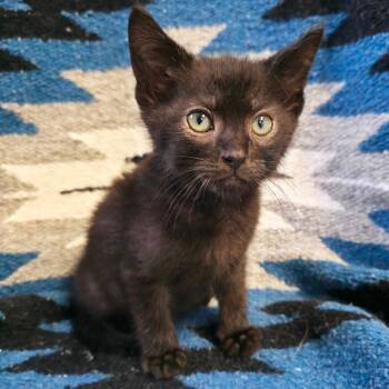 Grande -  Domestic Short Hair Cat Available for Adoption in Mt. Juliet, Tennessee - Grande | PetCurious