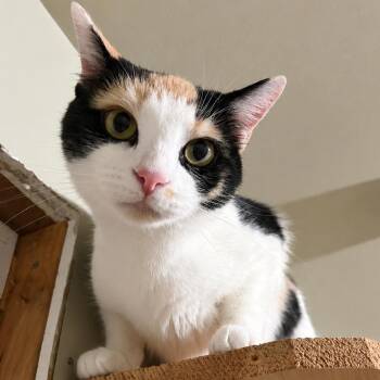 Nadia — Petite, Chatty Calico -  Domestic Short Hair Cat for Adoption in Bloomfield, New Jersey - Nadia — Petite, Chatty Calico | PetCurious