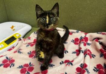 Domestic Short Hair Cats Available for Adoption in Moreno Valley, California - TORTIE | PetCurious