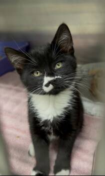 Rhythm -  Domestic Short Hair Cat for Adoption in Kent, Washington - Rhythm | PetCurious