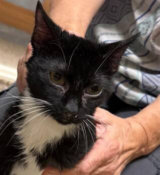 RUBY -  Domestic Short Hair Cat for Adoption in Frisco, Colorado - RUBY | PetCurious