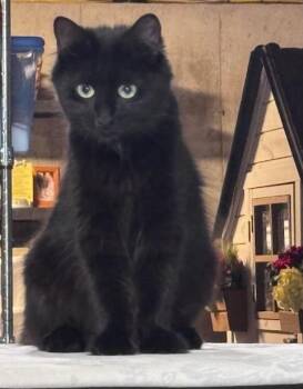 Midnight -  Domestic Medium Hair Cat for Adoption in Hudson, New Hampshire - Midnight | PetCurious