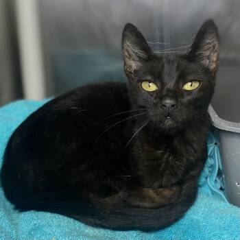 Rescue Domestic Short Hair Cats for Adoption in Palm Springs, California - Jet | PetCurious