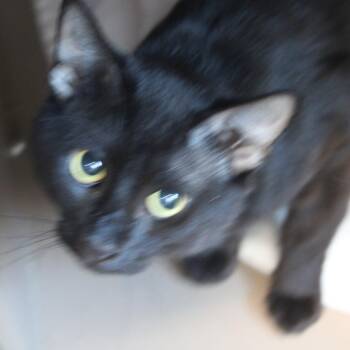 Big Boogie -  Domestic Short Hair Cat for Adoption in Cleveland, Mississippi - Big Boogie | PetCurious