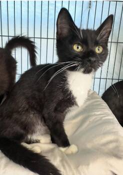 Rescue American Shorthair Cats for Adoption in Mount Vernon, Illinois - Trinket | PetCurious