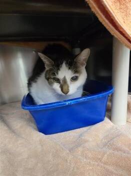 Slinky -  Domestic Short Hair Cat for Adoption in Montreal, Quebec - Slinky | PetCurious