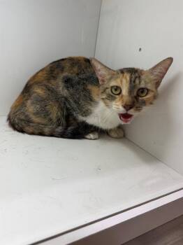 MATRIX -  Domestic Short Hair Cat for Adoption in Winter Haven, Florida - MATRIX | PetCurious