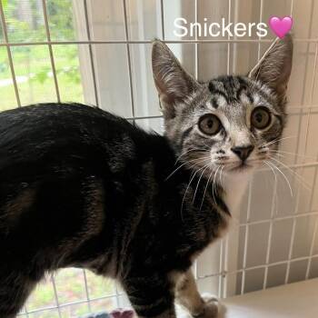 Snickers -  Domestic Short Hair Cat for Adoption in Peachtree City, Georgia - Snickers | PetCurious