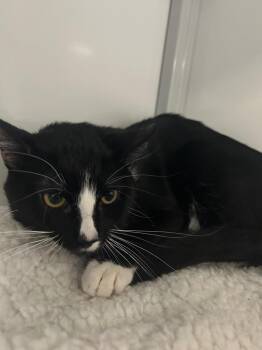 Johnny -  Domestic Short Hair Cat for Adoption in Youngtown, Arizona - Johnny | PetCurious