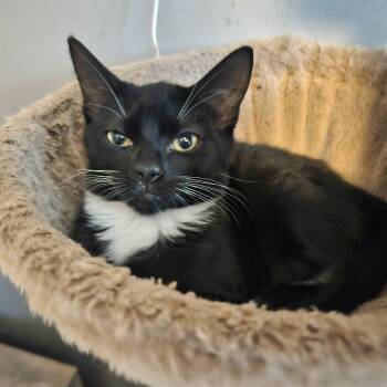 Tuxedo Cats Available for Adoption - HARLEY | PetCurious