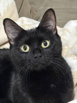 Hera -  Domestic Short Hair Cat for Adoption in Melrose, Massachusetts - Hera | PetCurious