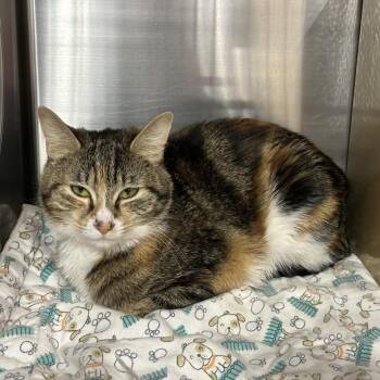 Domestic Short Hair Cats Available for Adoption in Spokane, Washington - Birdy | PetCurious