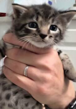 Jarvis -  Domestic Short Hair Cat for Adoption - Jarvis | PetCurious