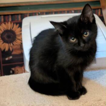 Raven -  Domestic Short Hair Cat for Adoption in Rochester, Minnesota - Raven | PetCurious