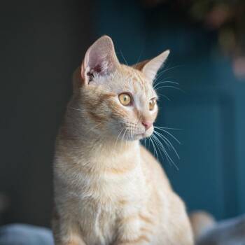 Steph Purry -  Domestic Short Hair Cat for Adoption in Georgetown, Kentucky - Steph Purry | PetCurious