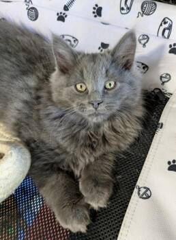 Merlin -  Domestic Long Hair and Domestic Medium Hair Cat for Adoption in Rootstown, Ohio - Merlin | PetCurious